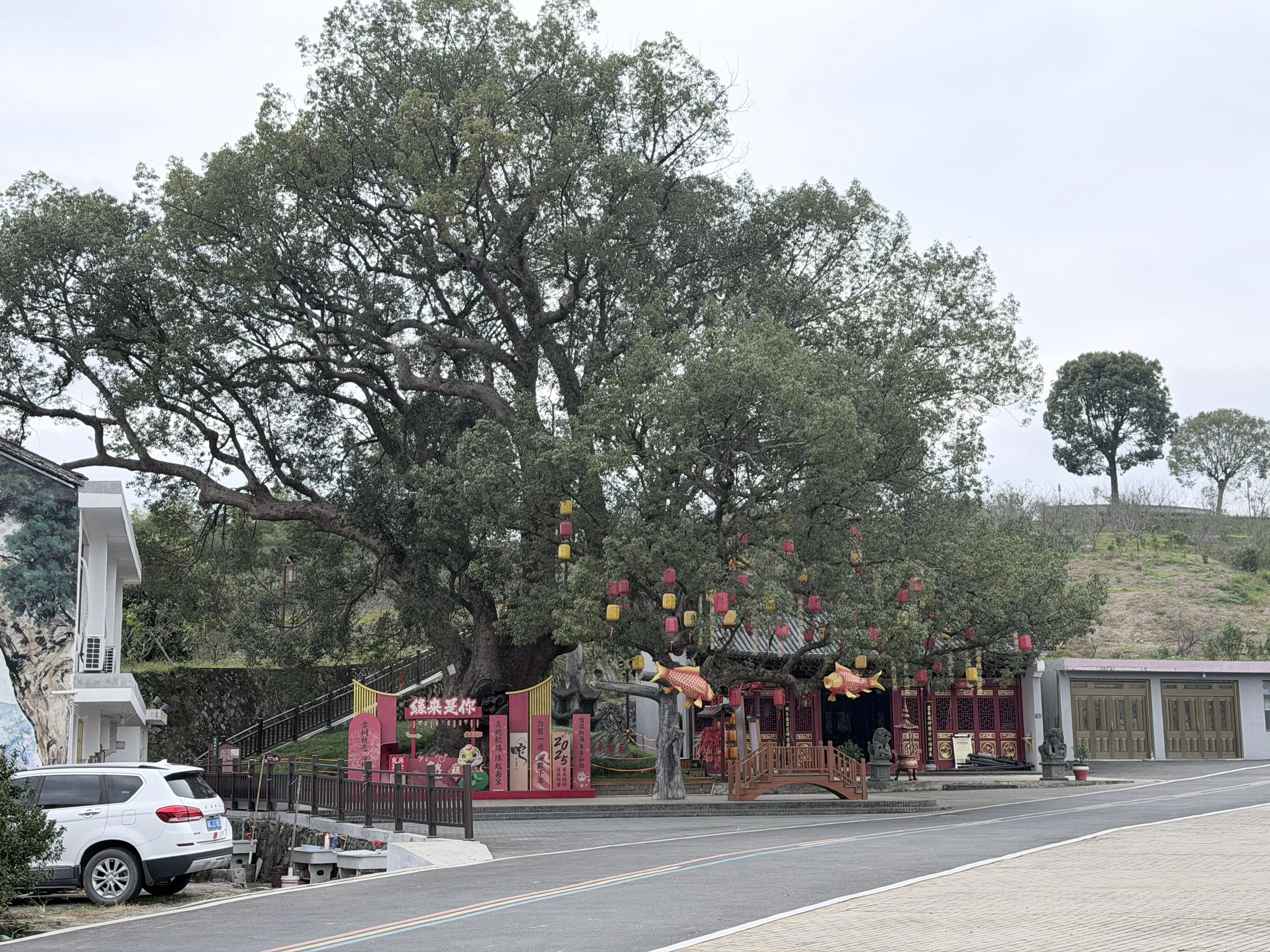 苍南树王 苍南树王